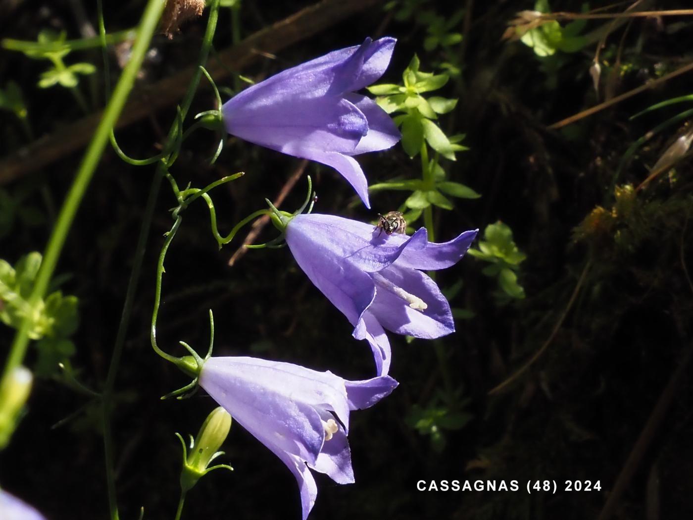 Harebell flower